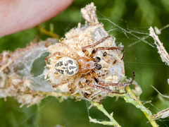 Larinioides suspicax