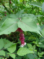 Leycesteria