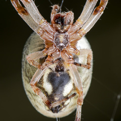 Larinioides suspicax