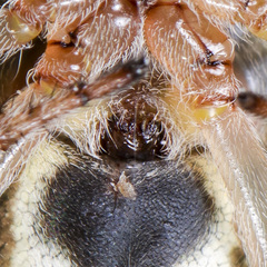 Larinioides suspicax