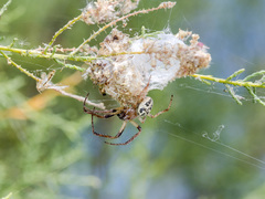 Larinioides suspicax