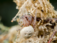 Larinioides suspicax