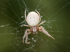 Larinioides suspicax