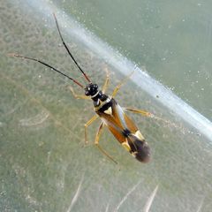 Cyllecoris histrionius