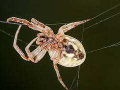 Larinioides suspicax