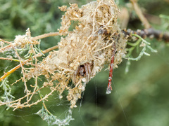 Larinioides suspicax