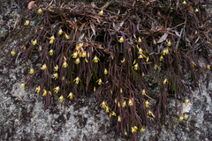 Dendrobium striolatum