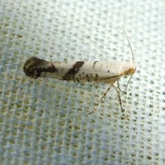 Argyresthia curvella