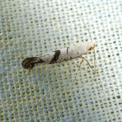 Argyresthia curvella