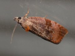 Evora hemidesma