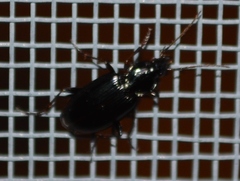 Platynini