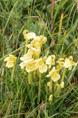 Pedicularis longiflora