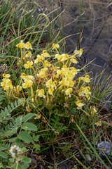 Pedicularis longiflora