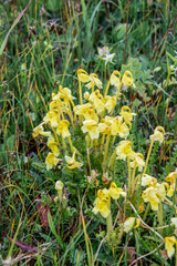 Pedicularis longiflora