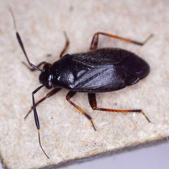 Capsus