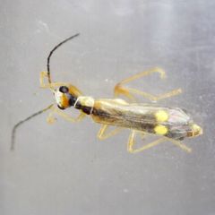 Malthinus seriepunctatus