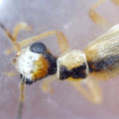 Malthinus seriepunctatus