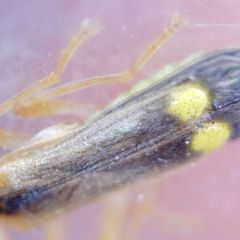 Malthinus seriepunctatus