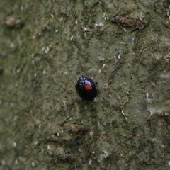 Chilocorus renipustulatus