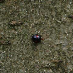 Chilocorus renipustulatus