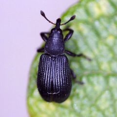 Magdalis ruficornis