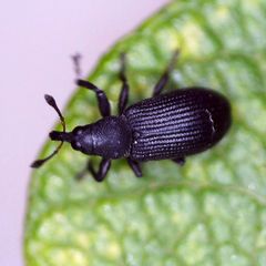 Magdalis ruficornis