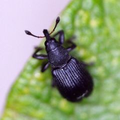 Magdalis ruficornis