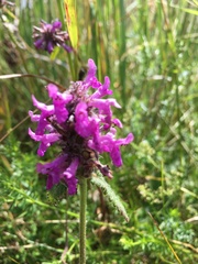 Stachydeae