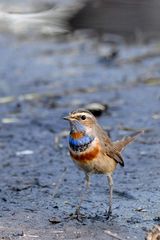 Luscinia svecica svecica
