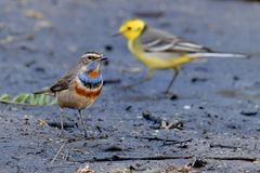 Luscinia svecica svecica