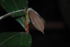 Neolitsea dealbata
