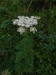 Pleurospermum austriacum