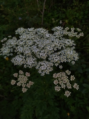 Pleurospermum austriacum