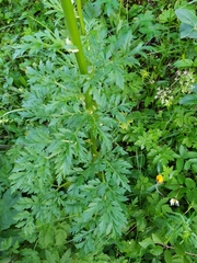 Pleurospermum austriacum