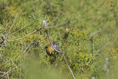 Stipiturus malachurus