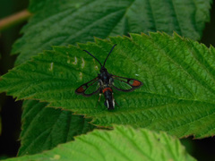 Synanthedon formicaeformis