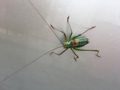 Barbitistes constrictus