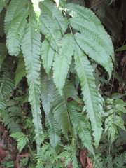 Bolbitis heteroclita