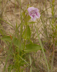 Penstemon cobaea