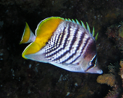 Chaetodon mertensii