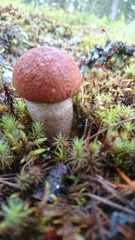 Leccinum