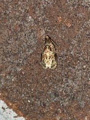 Olethreutes furfuranum