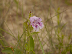 Penstemon cobaea