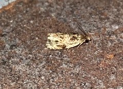 Olethreutes furfuranum
