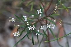 Zieria laxiflora