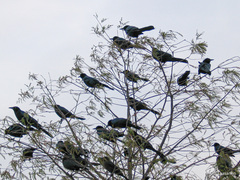 Quiscalus mexicanus