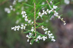 Leucopogon pimeleoides