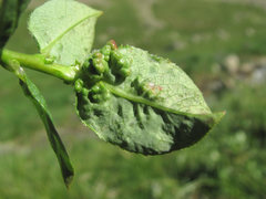 Rabdophaga terminalis