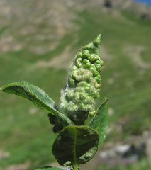 Rabdophaga terminalis