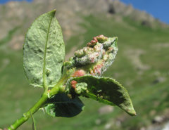 Rabdophaga terminalis